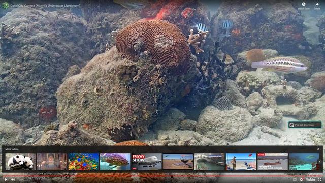 Coral reef underwater miami