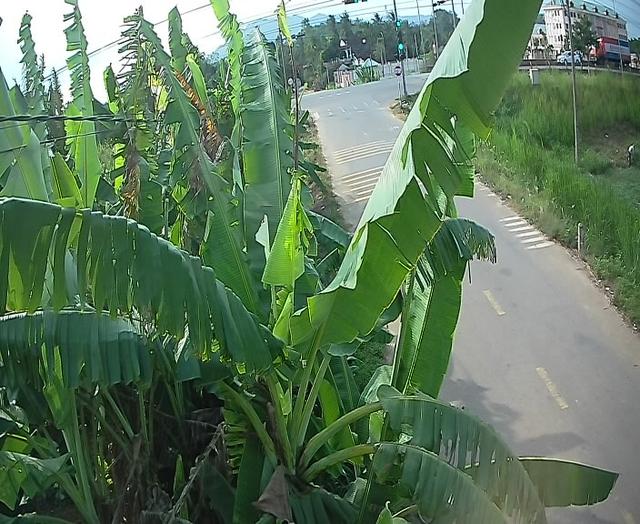 A banana tree next to a road in a rural area