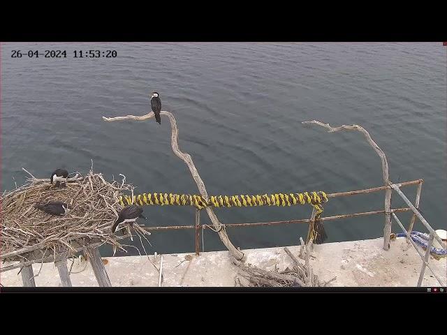 Osprey nest port lincoln