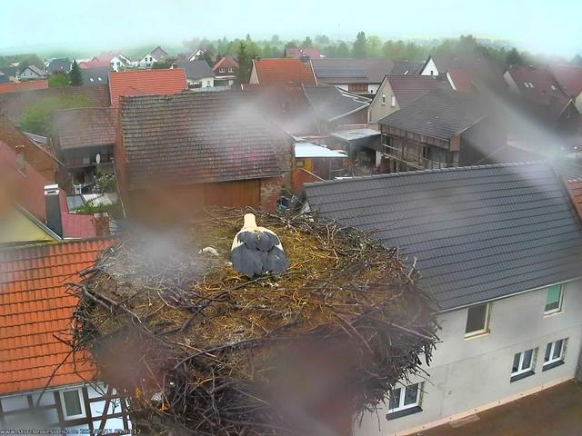 A bird sitting on top of a nest on top of a roof