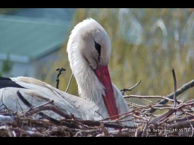 At stork nest