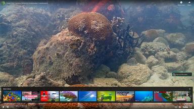 Coral reef underwater miami