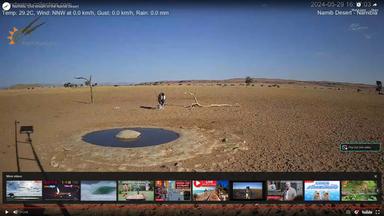 At a watering hole namib desert