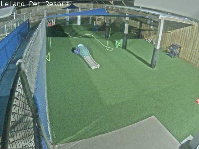 A picture of a dog park with a blue trampoline