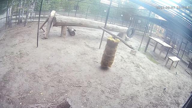 Барнаульский зоопарк, вольер с африканскими львами