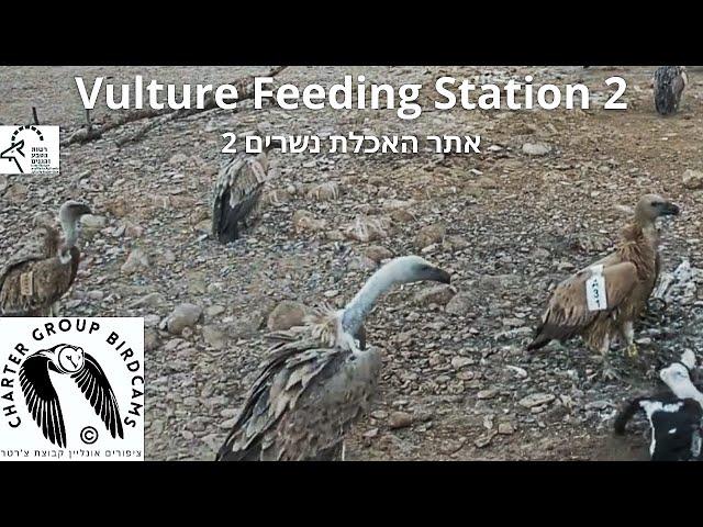 At vulture ing statijudean desert