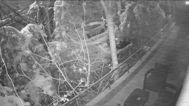 A black and white photo of trees and bushes
