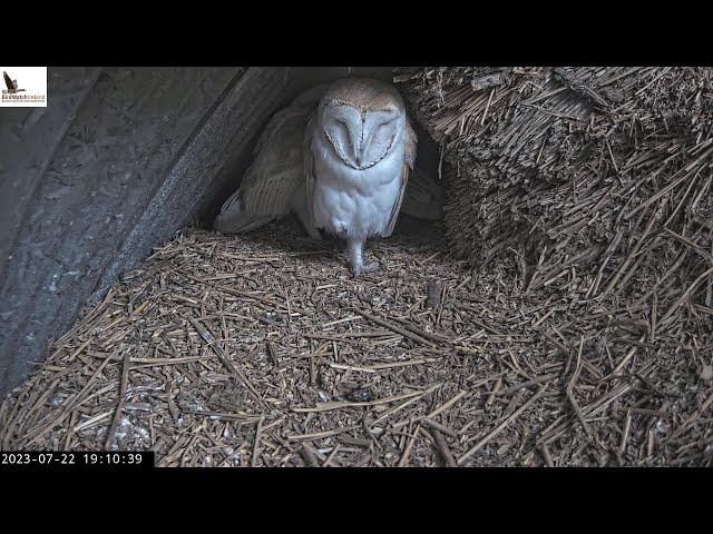 Barn owl nest duhallow