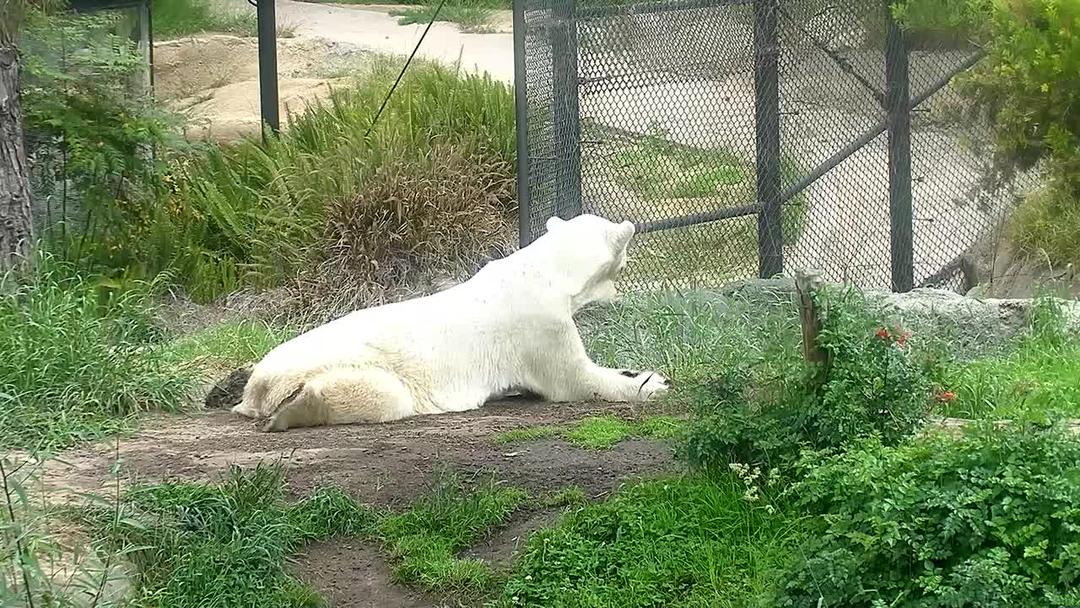 A white bear laying on top of a dirt field