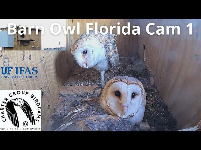 At a barn owl nest gainesville