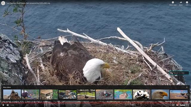 At nest bald eagles