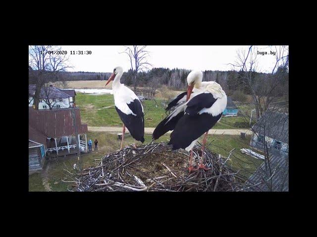 At nest white storks village tinevichi