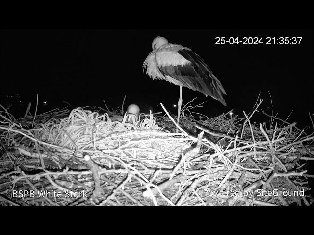 At nest storks village yarlovo