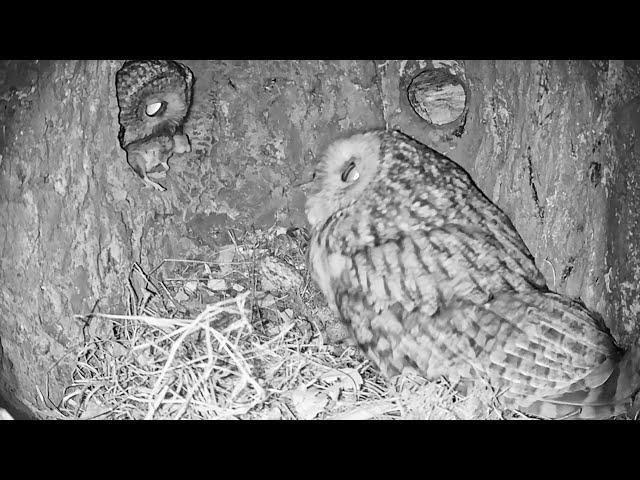 Tawny owls nest