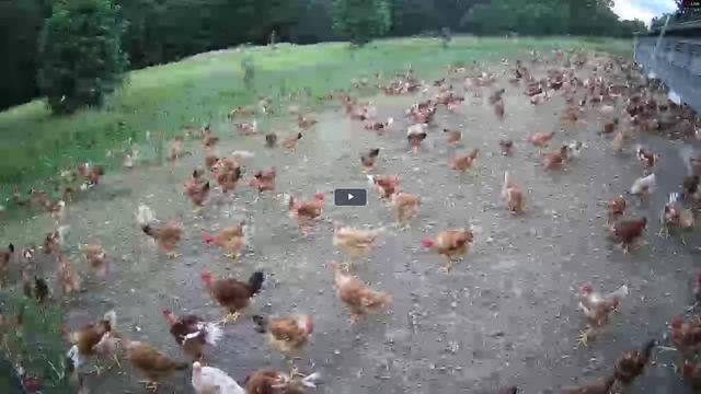 A flock of chickens walking across a dirt road