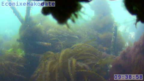 Подводное фото водорослей в воде