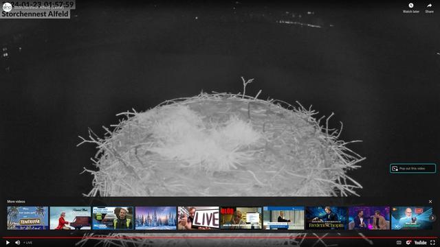 Alfeld storks nest