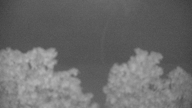 Черно-белое фото дерева ночью
