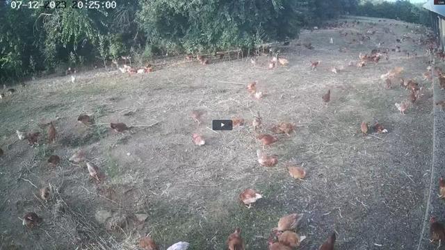 A bunch of chickens that are standing in the grass
