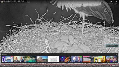 Storks nest kirchzarten