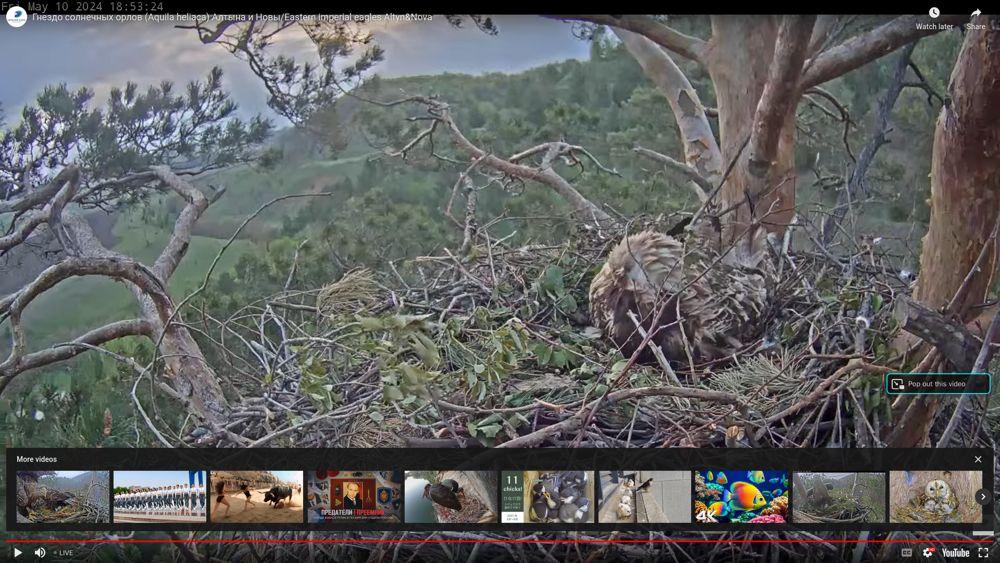 У гнезда восточный орел-могильник национальный парк нижняя кама