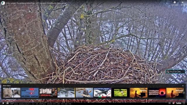 Goshawk nests