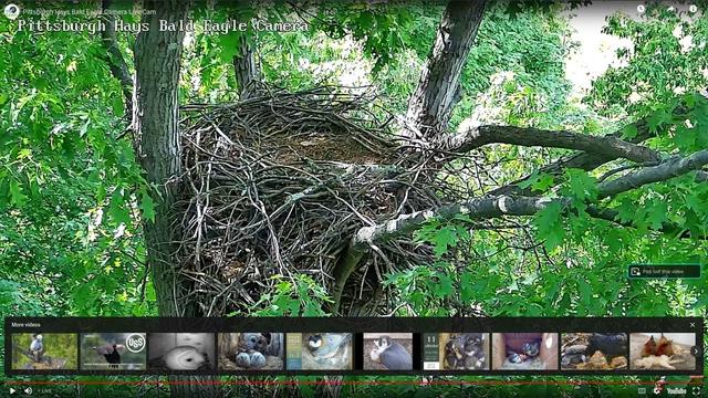 Bald eagles nest