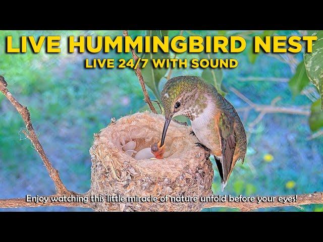 Alyssas hummingbird oceanside