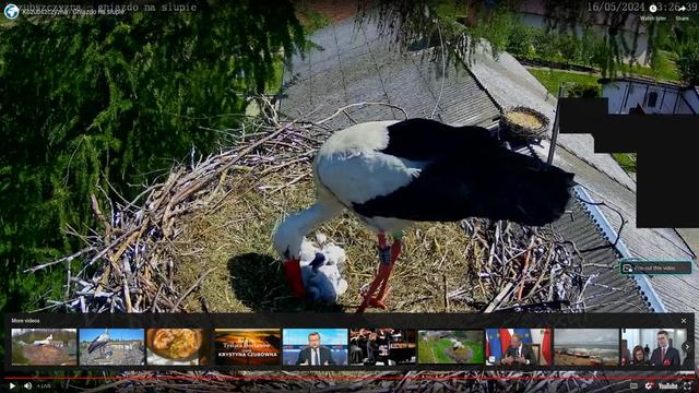 At nests abandoned storks