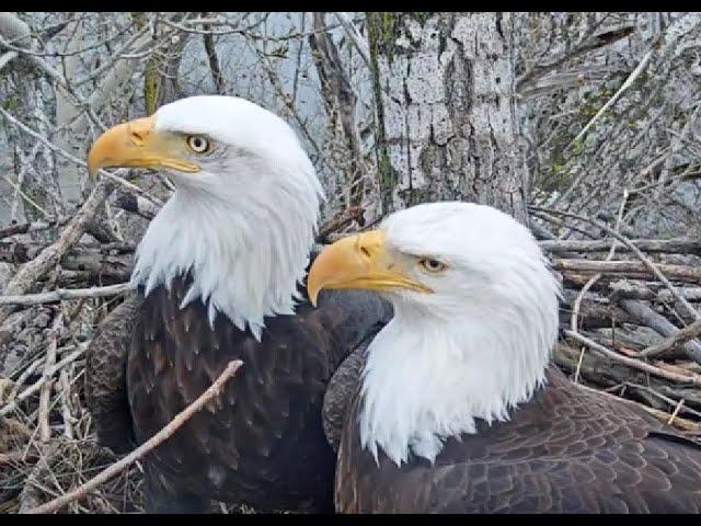 Bald eagles nest