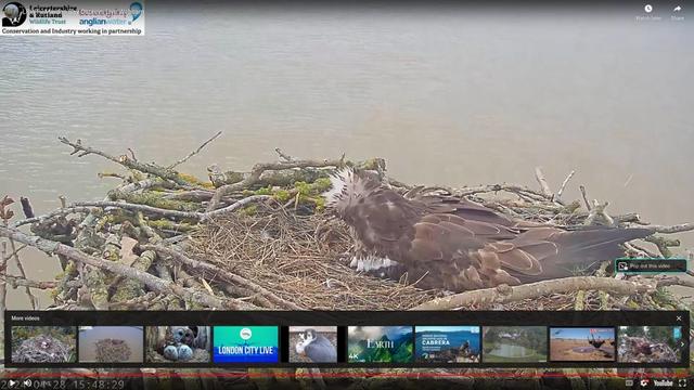 At osprey nest rutland county