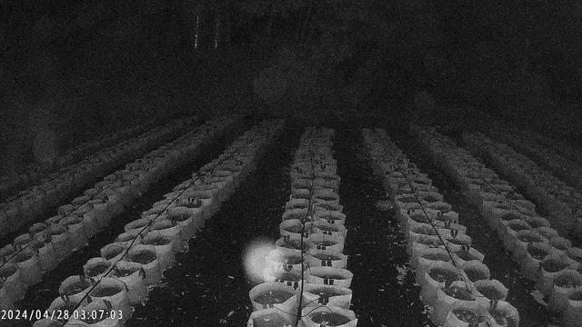 A black and white photo of rows of plastic cups