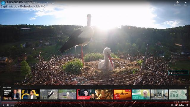 At stork nest village bohuslavice