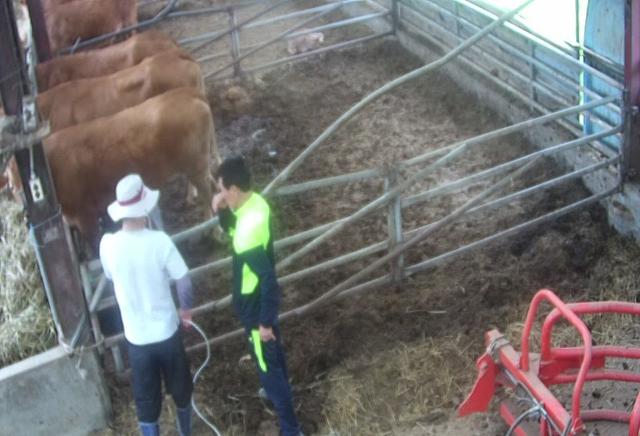 A couple of men standing next to a cow in a pen