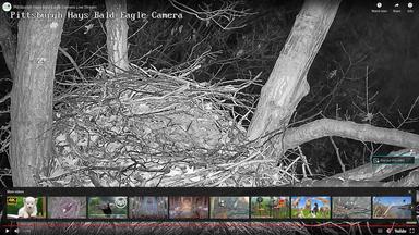Гнездо белоголовых орланов