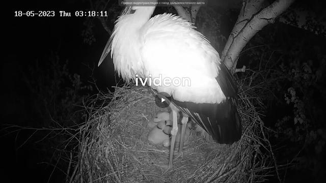 At nest a far eastern stork birch