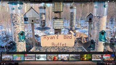 Deer pantry ryans bird buffet