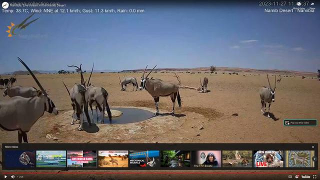 У водопоя пустыни Намиб