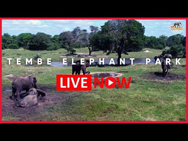 Слоновий парк Тембе