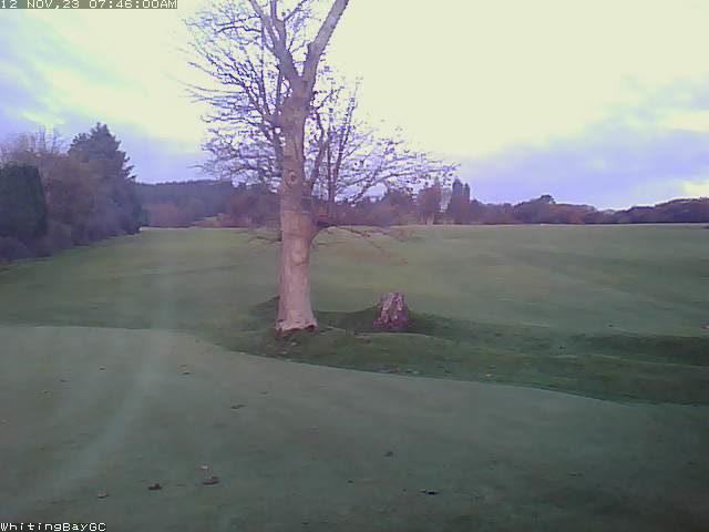 A blurry image of a tree in a golf course