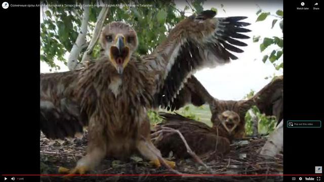 At nest eastern imperial eagle national park nizhnyaya kama