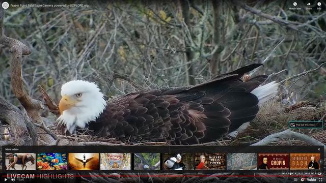 At bald eagles nest