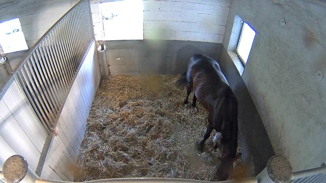 A black horse standing inside of a stall