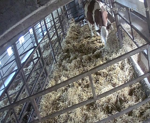 A brown and white cow eating hay in a pen