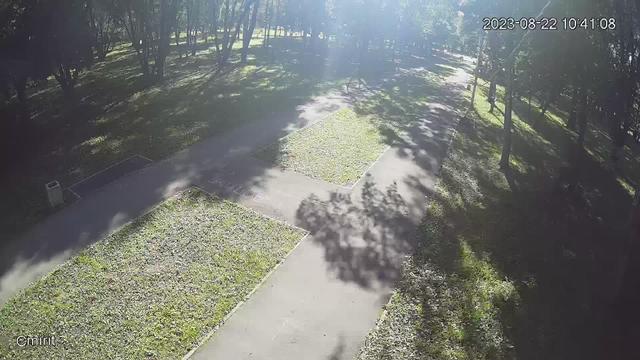 An aerial view of a path in the woods