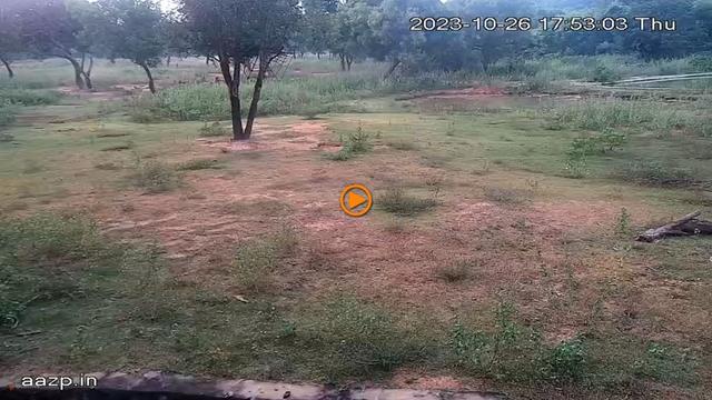 A webcam image of a deer in a field