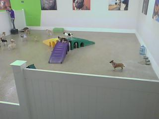 A group of dogs standing in a room